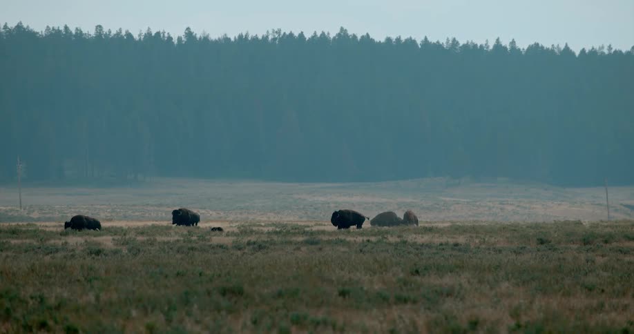 A herd of bison walk across a grassy plain