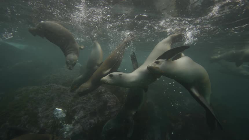 A group of seals swimming around each other