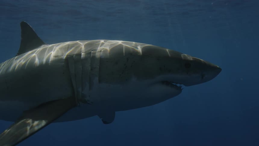 A great white shark swims in the ocean