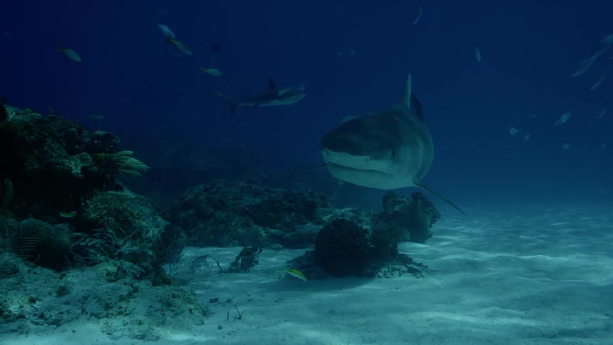 A shark swimming near some rocks