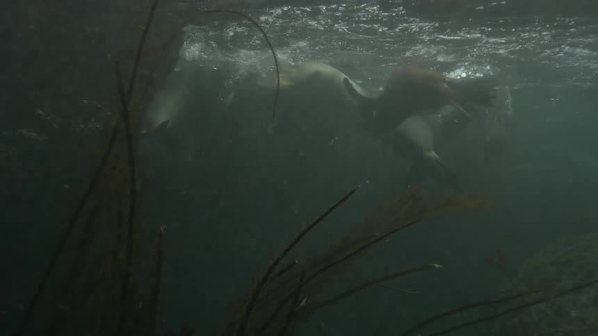 A group of seals swimming around