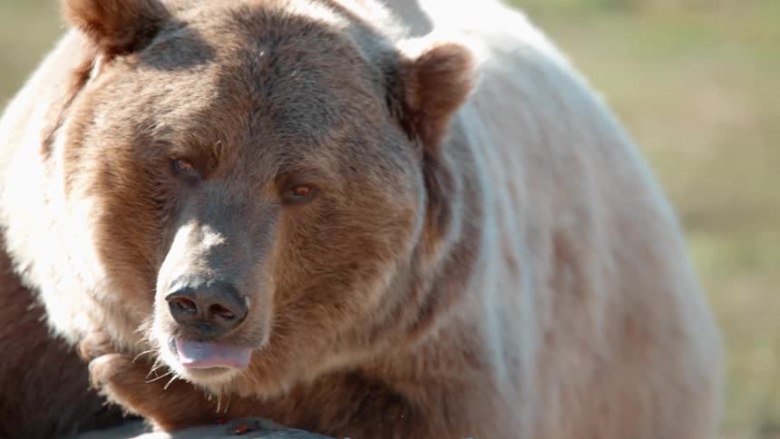 A bear is flicking its tongue out of its mouth