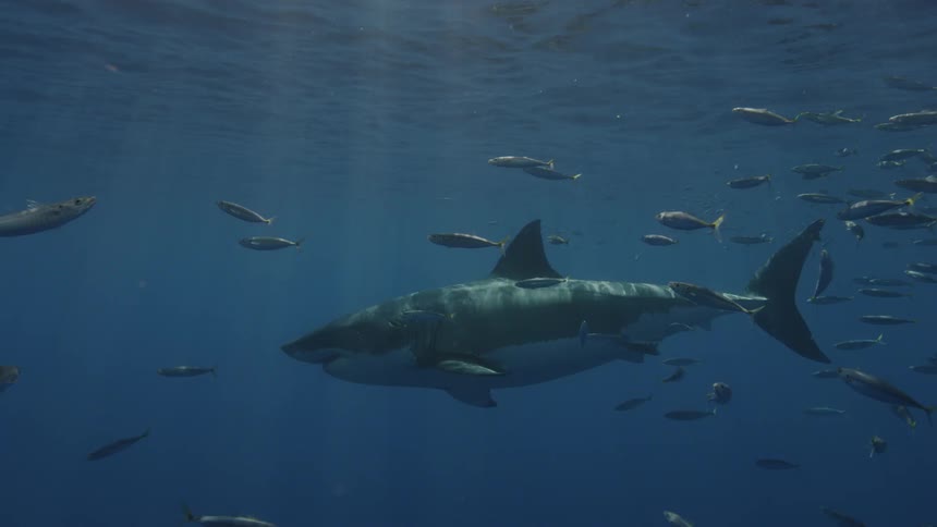 Fish swim near a great white shark in the ocean