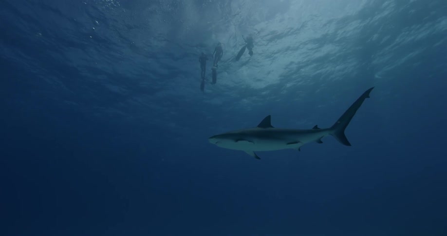 Three divers swim near the surface with a shark below