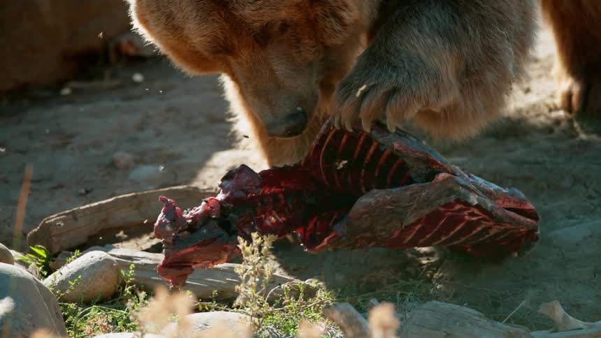 Bear paws at a carcass with flies surrounding it