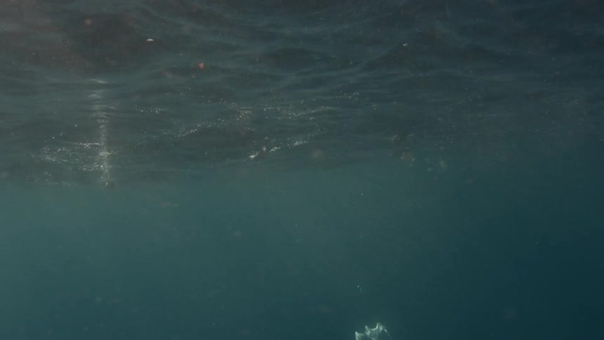 Seals dive into and swim in deep water