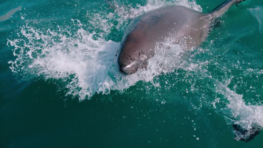 Shark jumps out of the water to try to catch bait