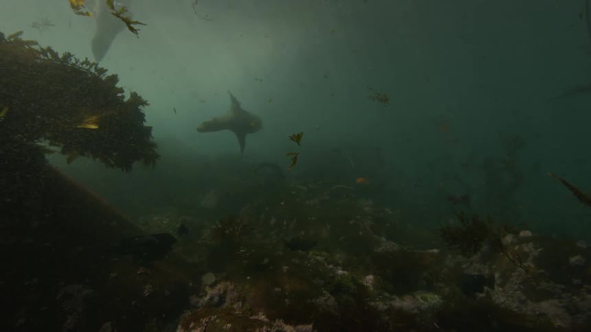 Seals swim in murky water
