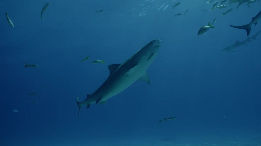 A shark is swimming up toward divers on the ocean's surface