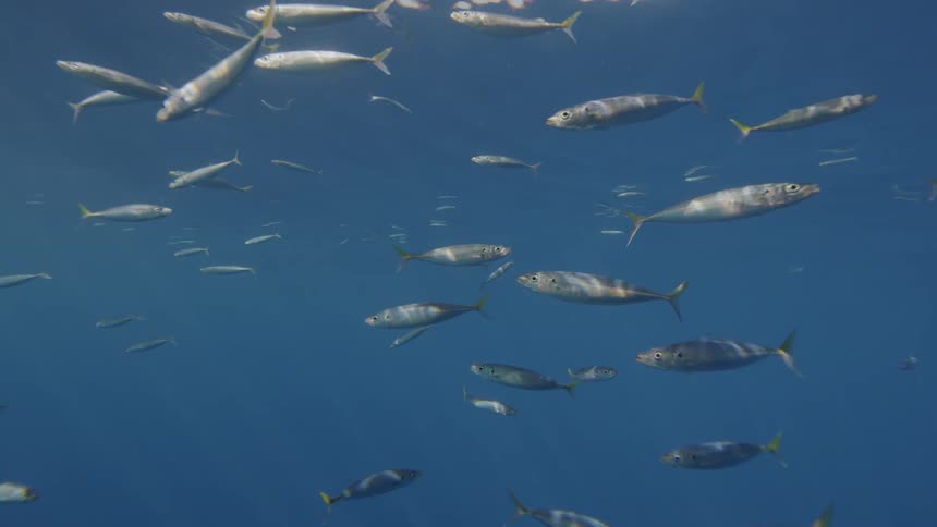 Fish swim near the ocean surface