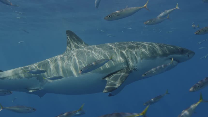 Sunlight from the surface shines on a swimming shark