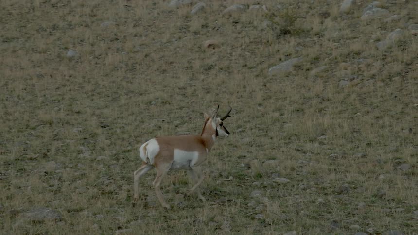 Antelope galloping in a grassy field