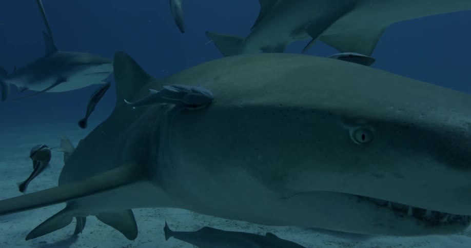 Sharks swim near the ocean floor