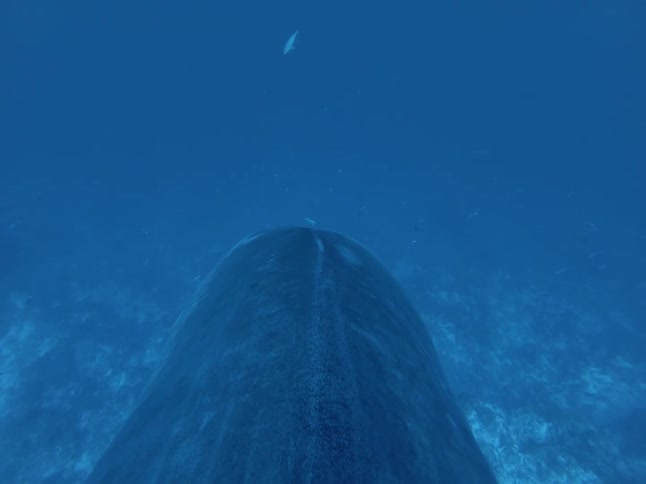 A whale swims in the ocean