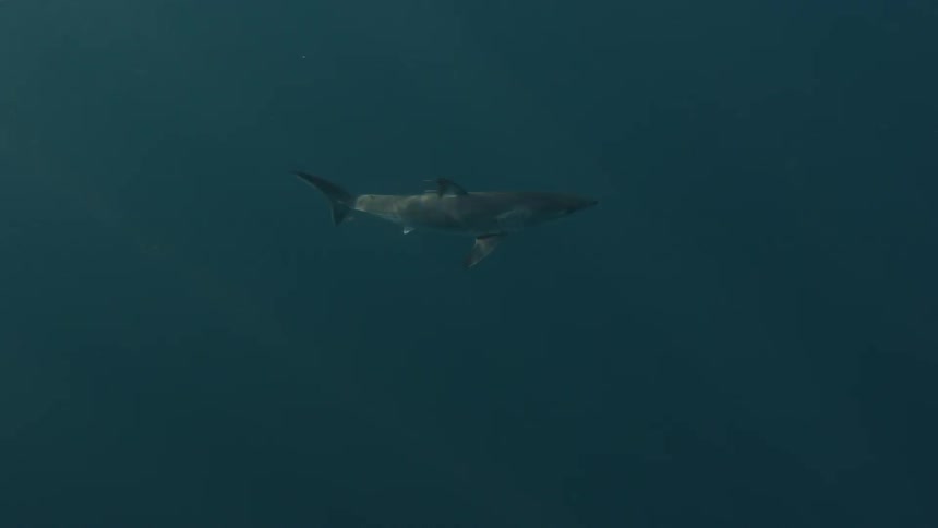 A shark is swimming in the ocean