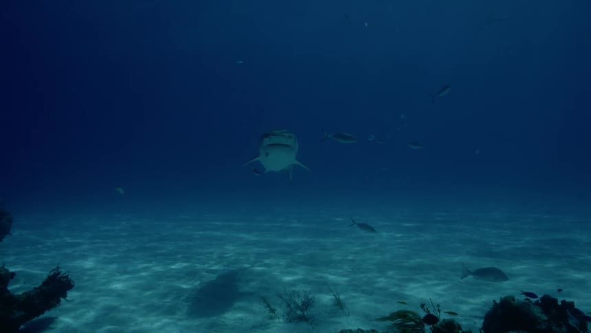 A shark and fish swim near the ocean floor