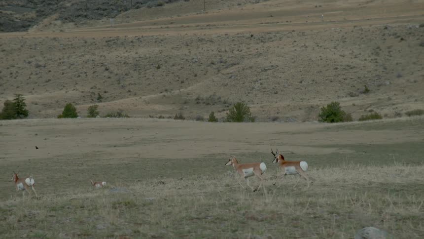 Animals running across a field