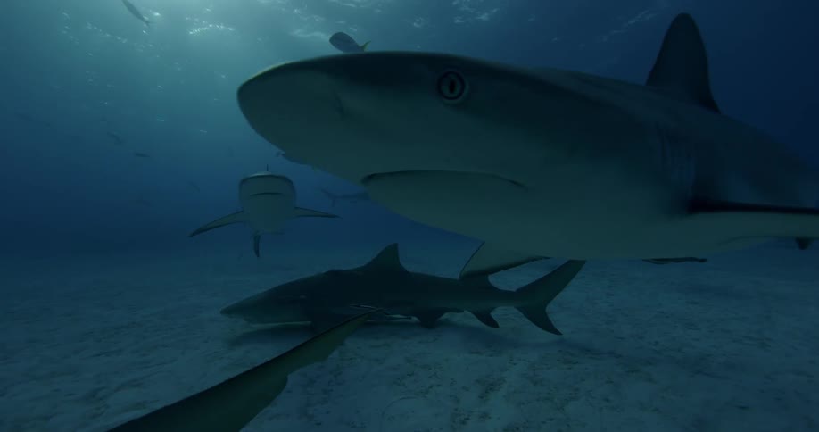 Sharks swim near the ocean floor