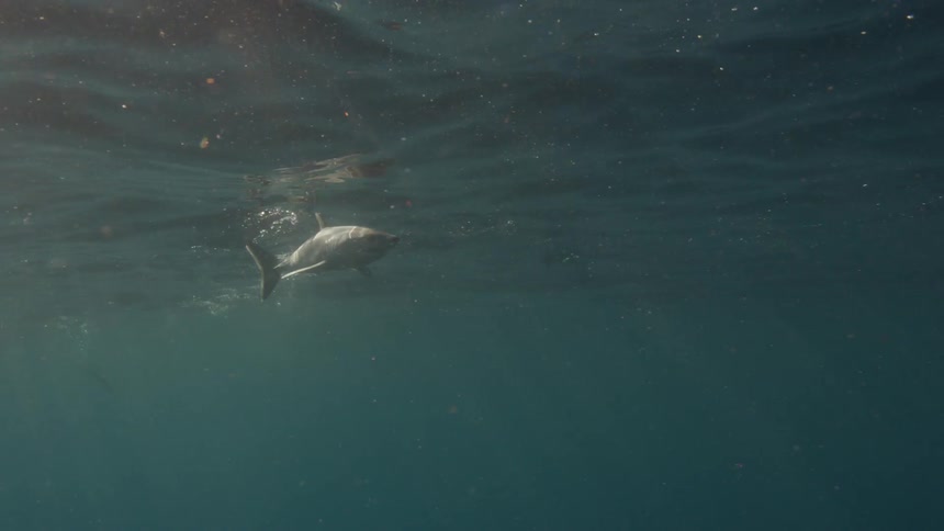 Shark swimming up to the surface of water on a sunny day