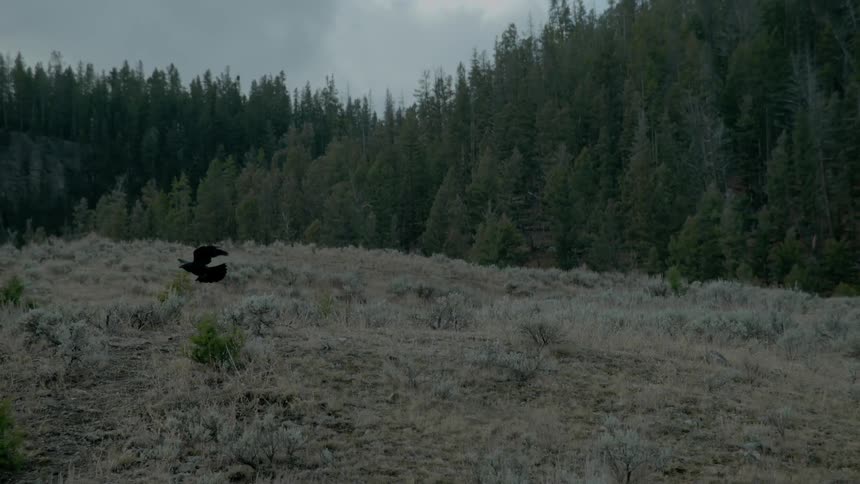 A bird flies near forest trees on an overcast day