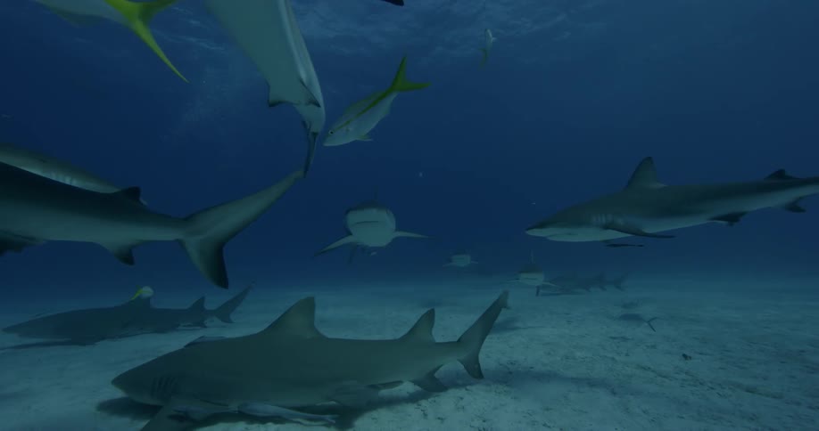 Several sharks and fish swim near the ocean floor