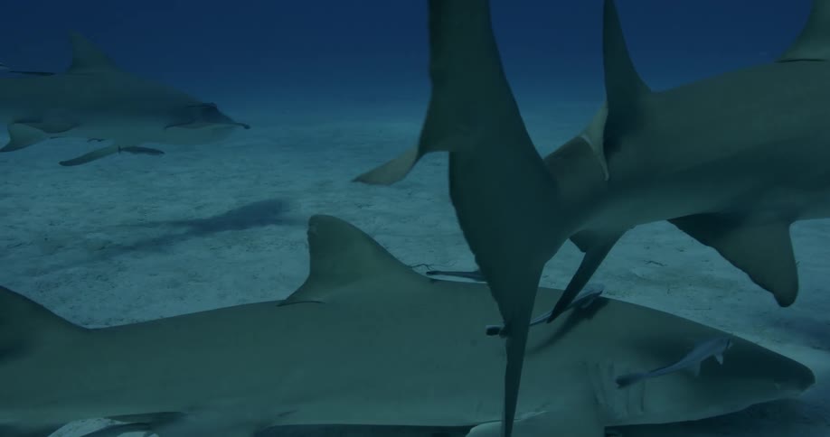 Sharks are swimming near the ocean's floor