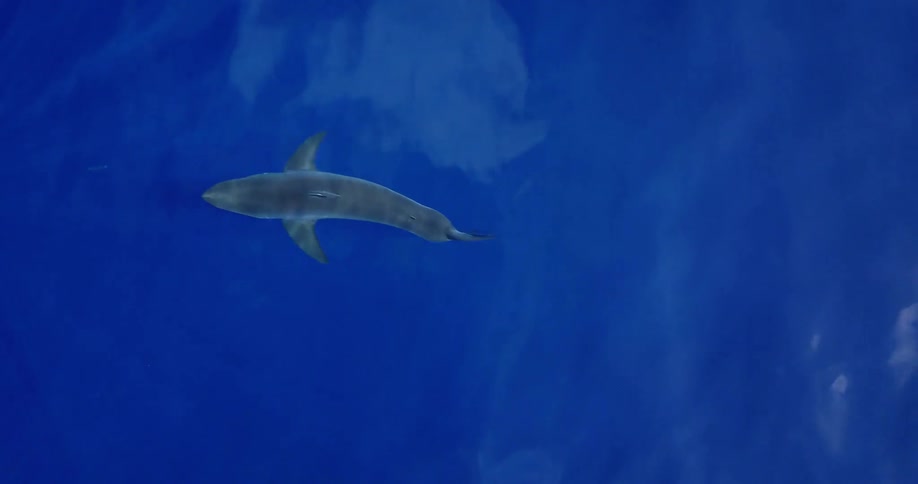 A shark swims in the ocean