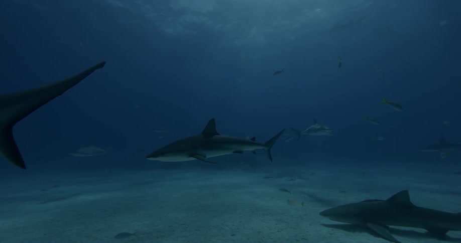 Two sharks swim near the ocean floor