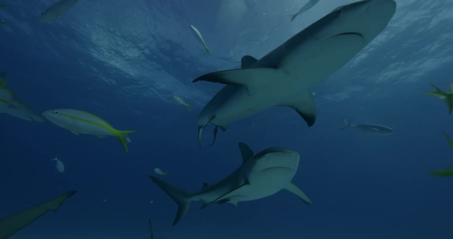 Sharks and fish are swimming in shallow ocean waters