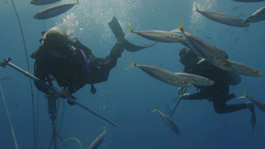 Scuba divers film near fish
