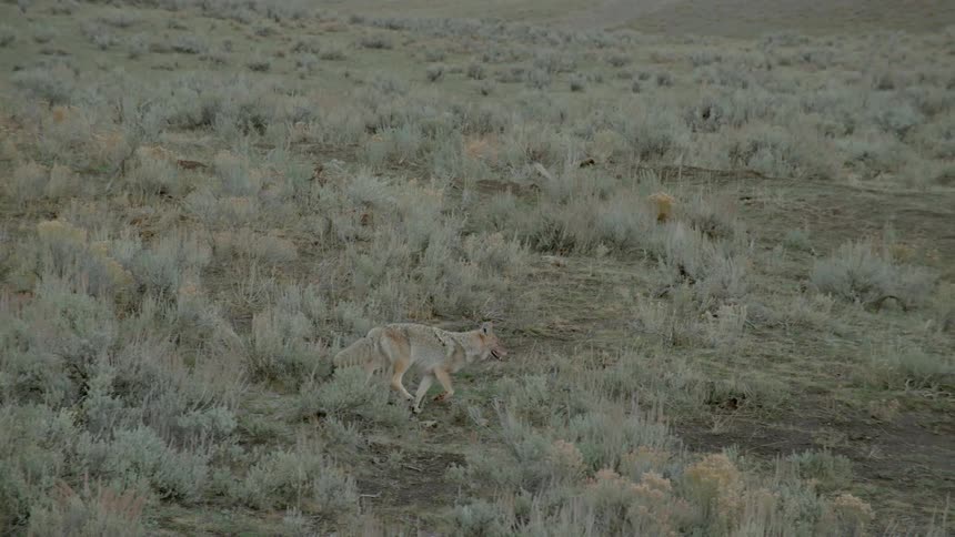 A wolf walking through a grassy field