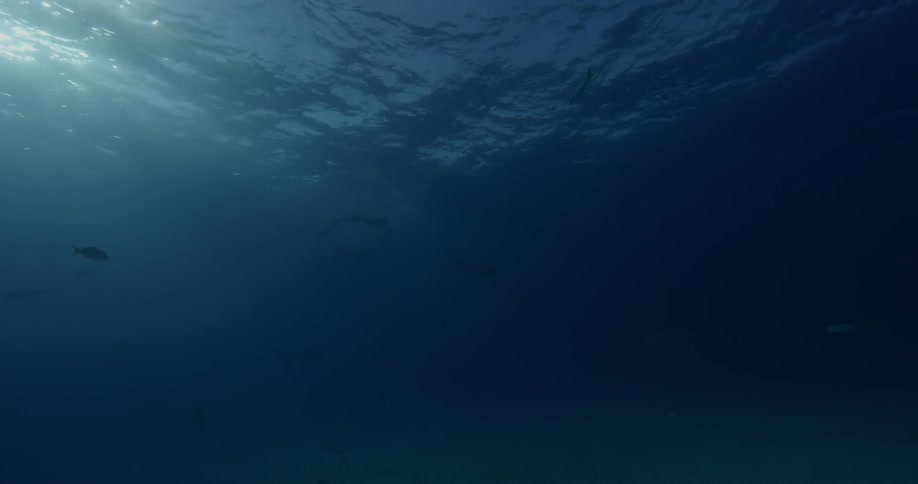 Fish swim in the ocean