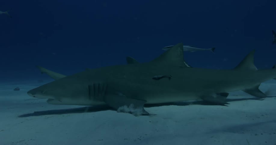 Sharks swim and circle just above the ocean floor
