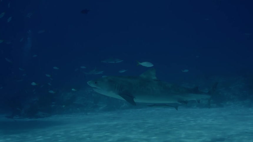 Shark swims near the ocean floor with several fish swimming nearby
