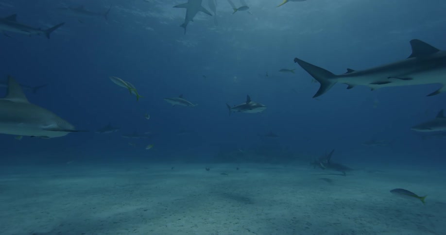 Sharks and fish swim in the ocean