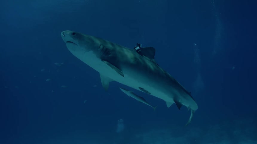 A shark with a camera on its fin swims in the ocean