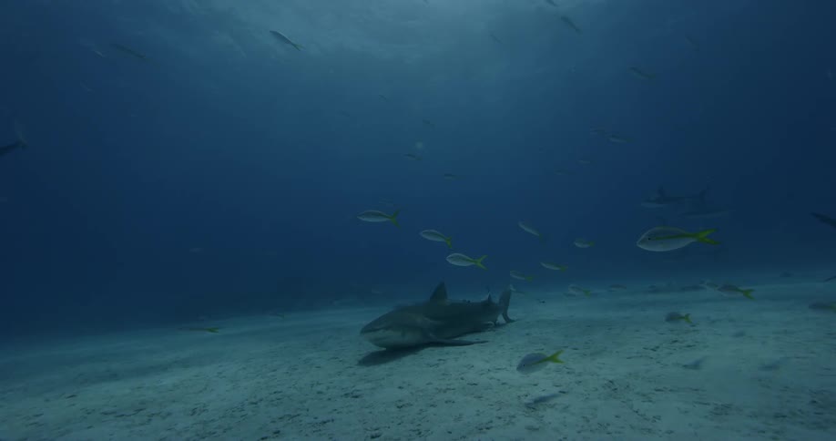 A shark resting on the ocean floor moves to swim away
