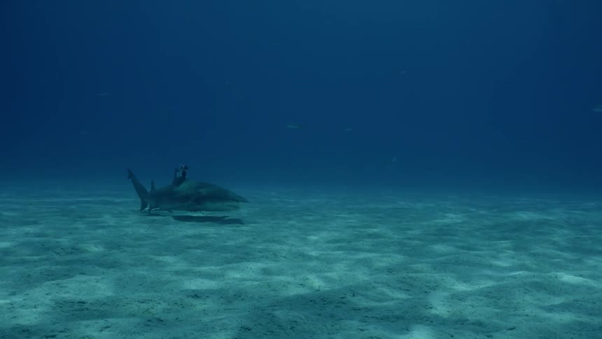 Shark swims near the ocean floor