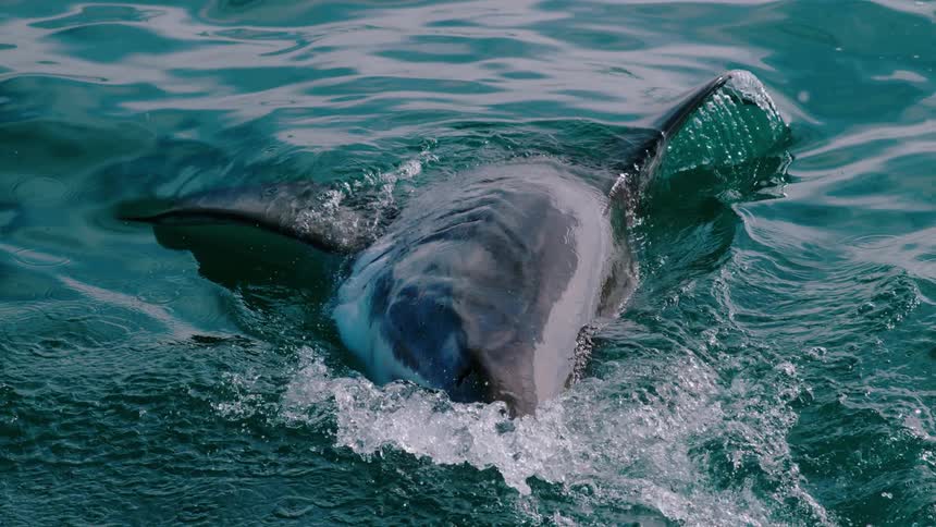 A shark tries to bite bait floating on the ocean surface
