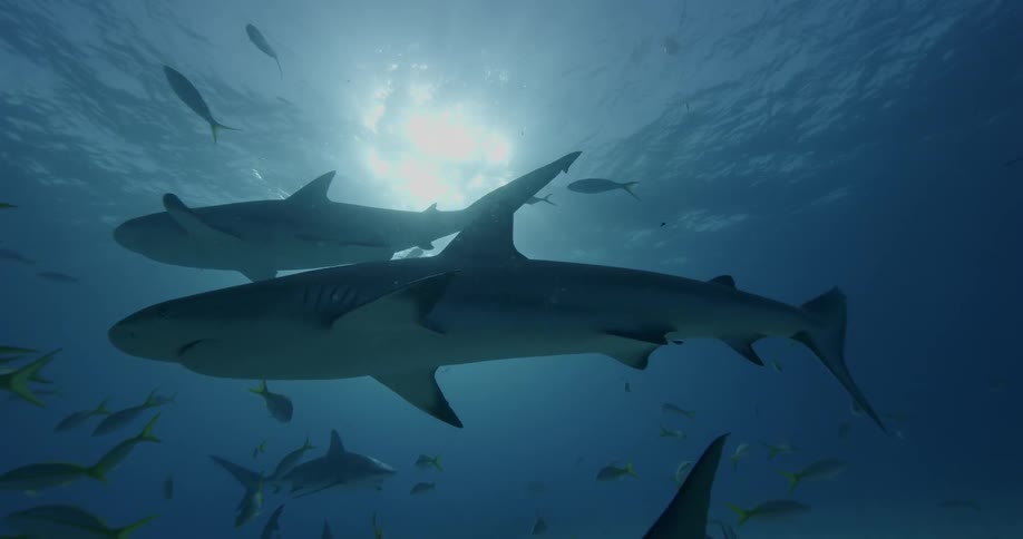 Sharks and fish swim in the ocean