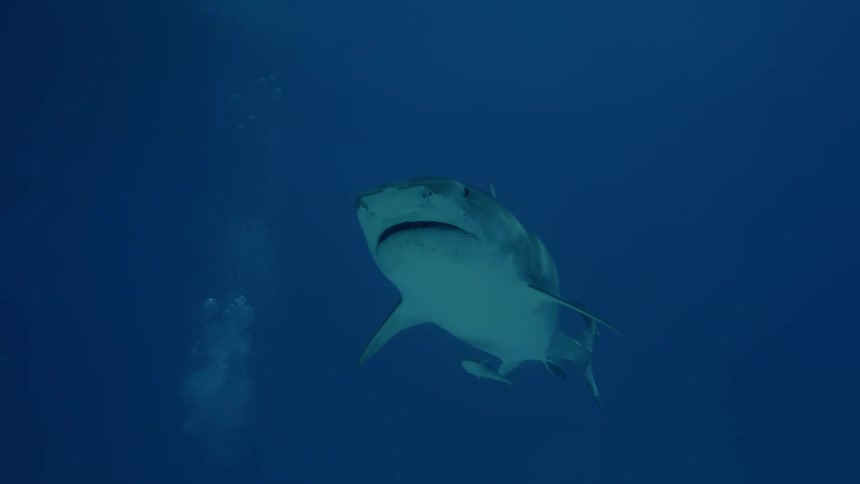 A sharks swim in the ocean