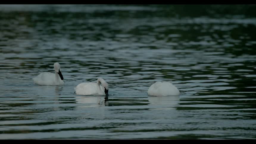 Swans floating in a lake