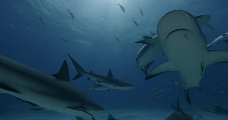 Sharks swimming in clear water