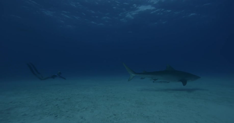 A diver swims behind a shark in the ocean