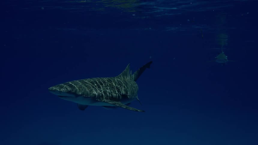A shark swims near the ocean's surface