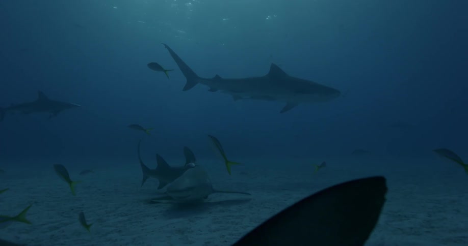 Many sharks swim near the ocean floor