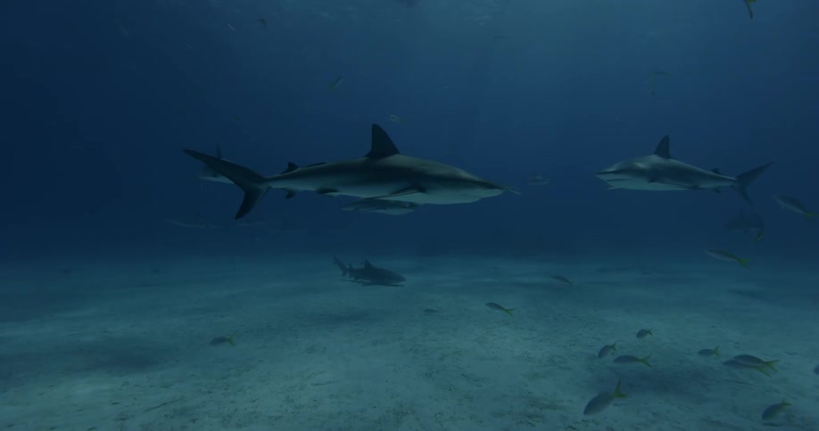 Shark swims in dark water surrounded by small fish