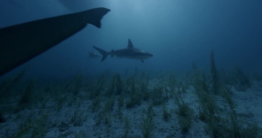 A shark swims near the ocean floor