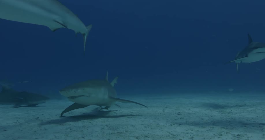 Sharks swim near the ocean floor