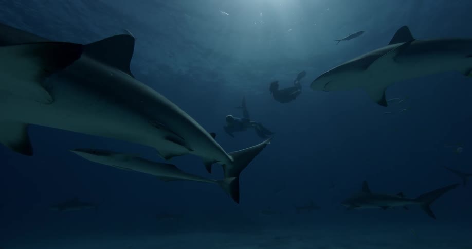 Divers swim with sharks in the ocean
